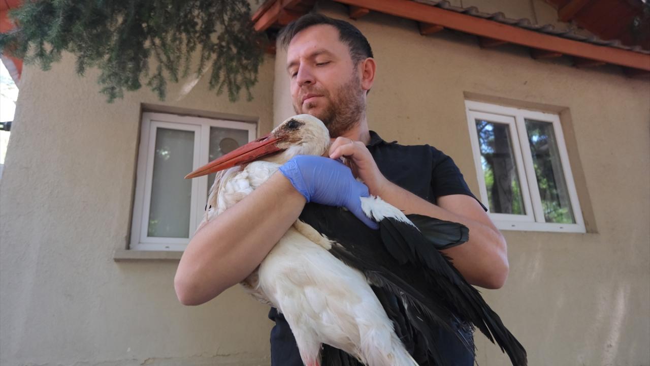 "Yavaş yavaş uçma eğilimleri var"