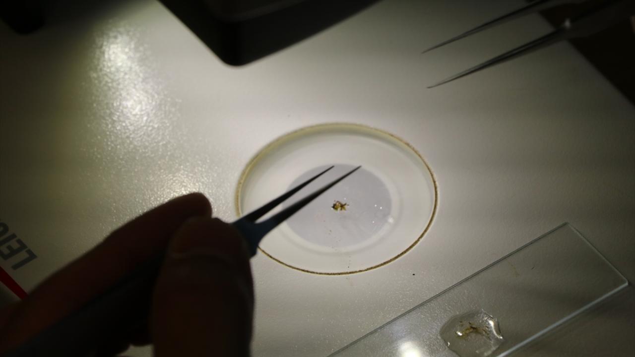 "Asya kıtası için yeni bir kayıt"