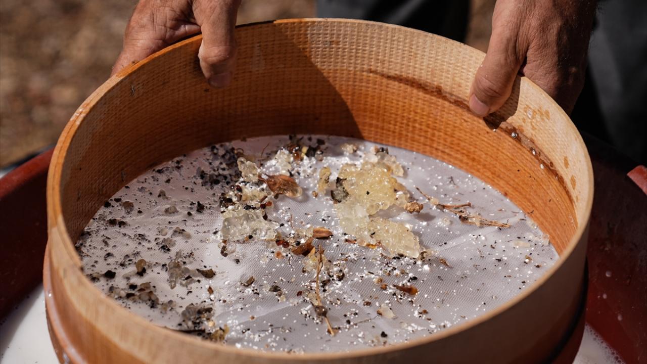 İlk hasat heyecanı