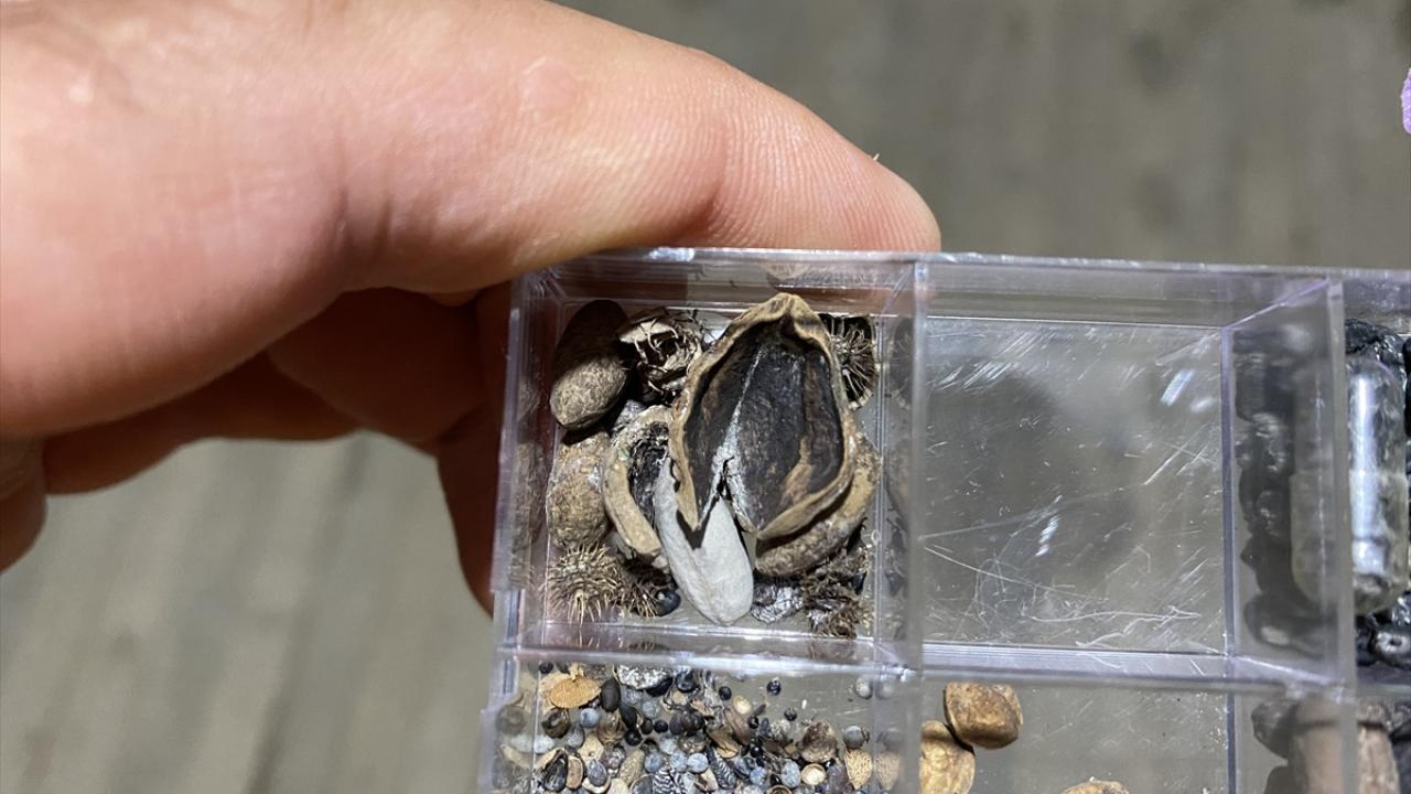 Bölgede fındık varlığı 3 bin 500 yıl önceye dayanıyor