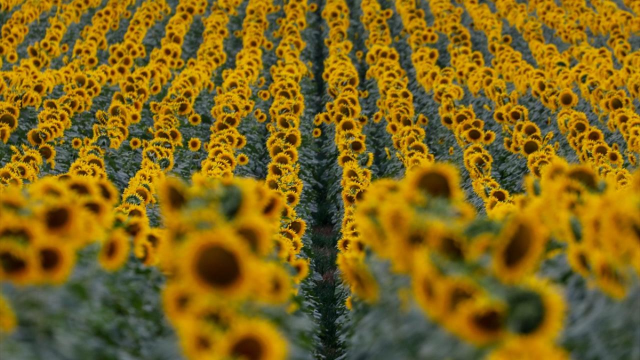 Maryland’de ayçiçeği tarlası