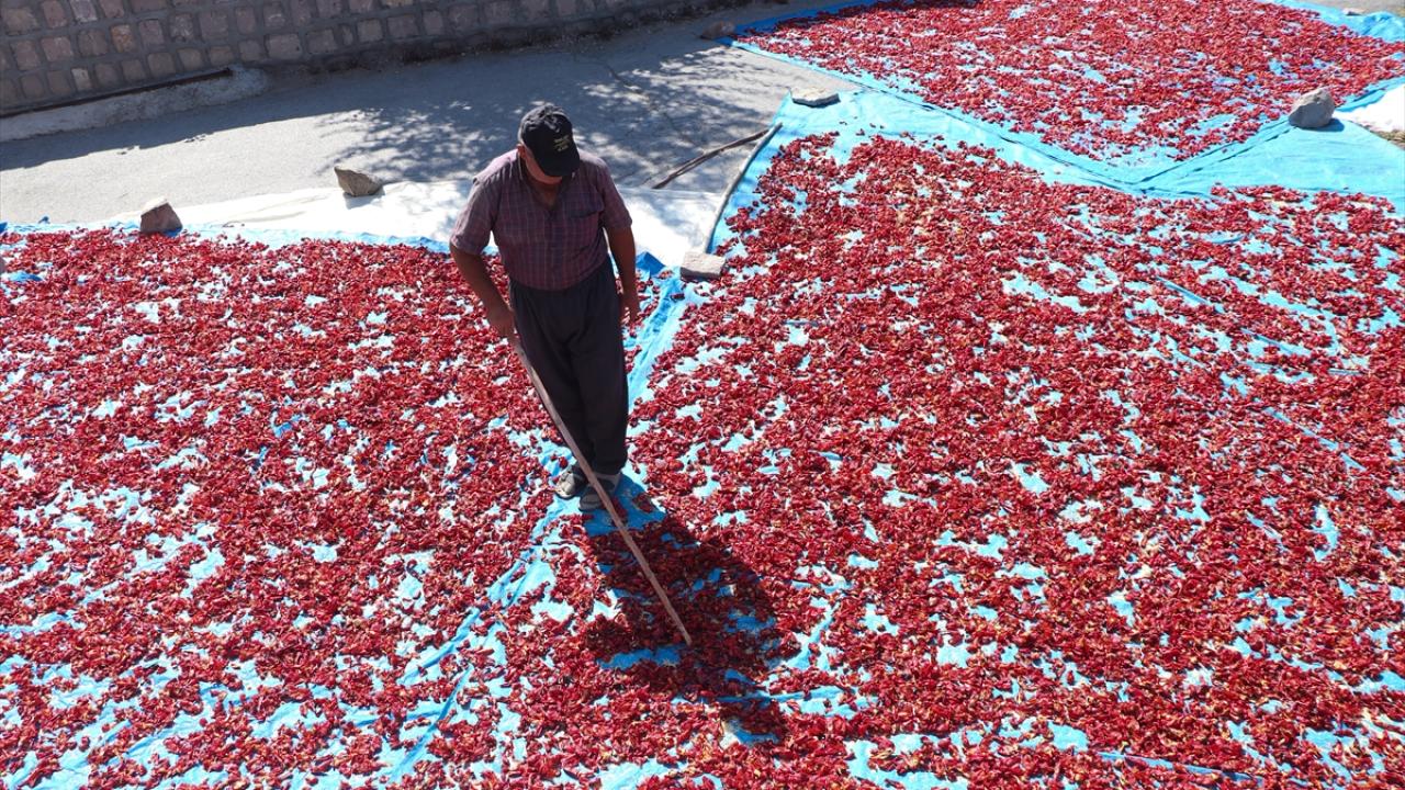 Kayseri'nin damlarında kuruyan Cırgalan biberi sofralara lezzet katıyor