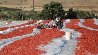 Elazığ'dan ihraç edilen kurutulmuş domates dünya sofralarına lezzet katıyor