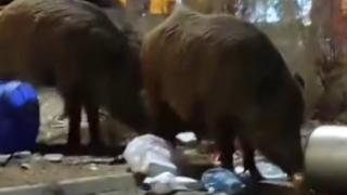 İzmir'de toplanmayan çöp yığınlarına domuzlar dadandı