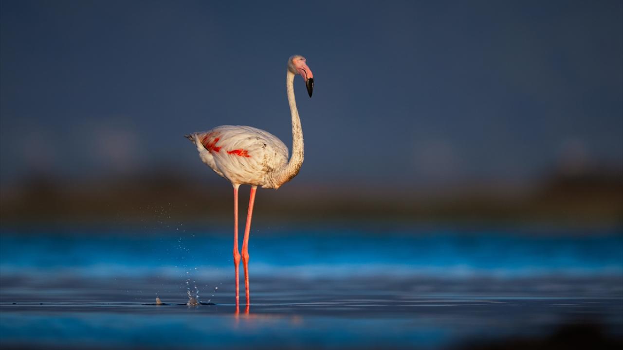 Flamingoların göç yolculuğu