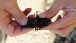 Çankırı'da yalnızca okyanus veya Akdeniz ikliminde görülen kara yosunu türü bulundu