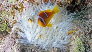 Dalgıçların Kızıldeniz’deki cazibe merkezi: Ras Muhammed Milli Parkı