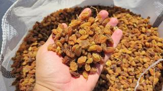 Türkiye, kuru üzümde 546,5 milyon dolarla ihracat rekoru kırdı