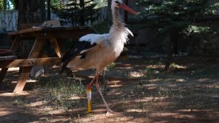 "Pamuk" leylek protez bacağıyla göç yolculuğuna çıkacak