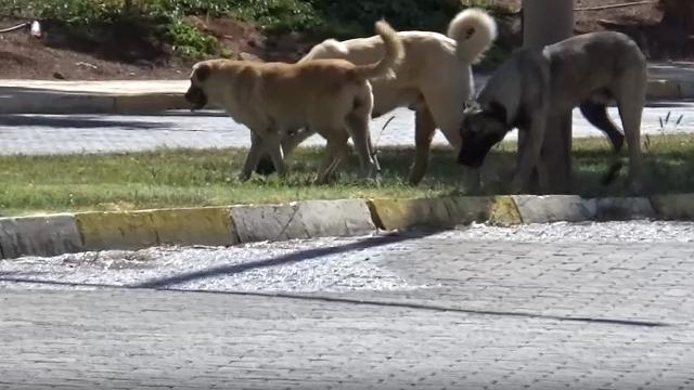 Sahipsiz köpeğin saldırısına uğrayan 1,5 yaşındaki çocuk yaralandı