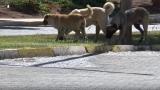 Başıboş köpekler Harran Üniversitesi'ni mesken tuttu