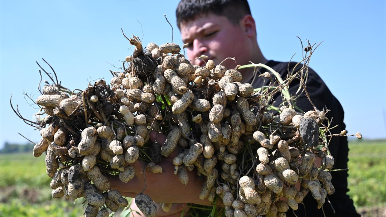 Osmaniye'nin tescilli yer fıstığında hasat mesaisi başladı