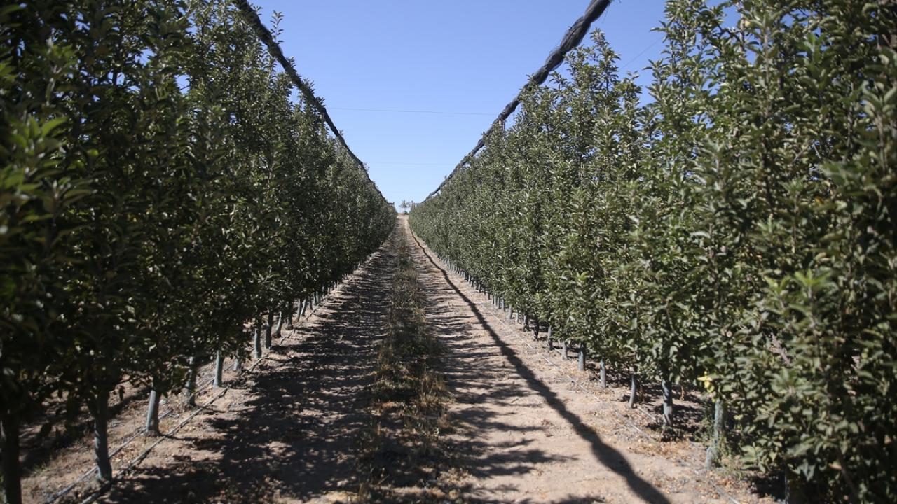 Niğde'de elma bahçelerinde kuraklığa karşı havuzlu önlem