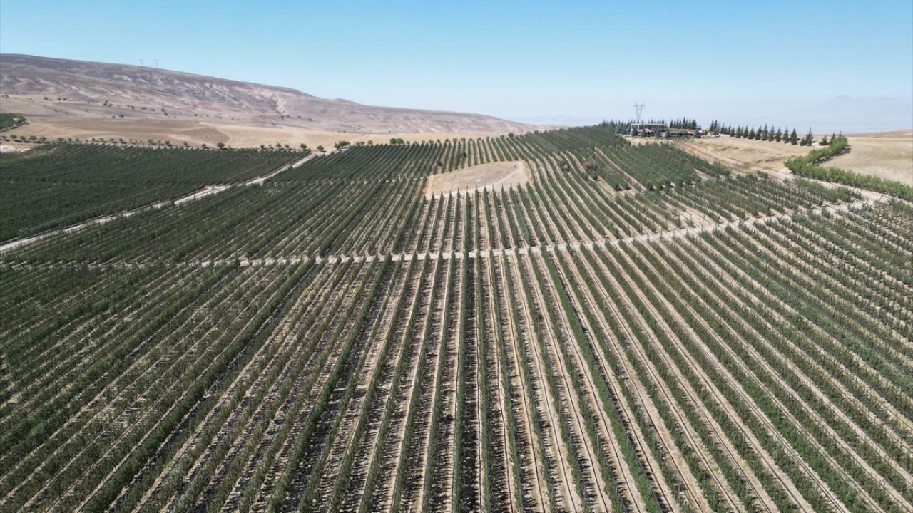 Niğde'de elma bahçelerinde kuraklığa karşı havuzlu önlem