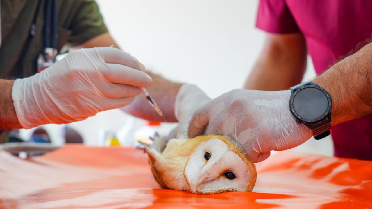 "Küresel ısınma vaka sayısını artırdı"