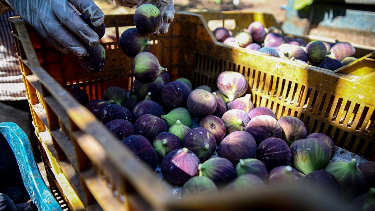 "ABD hariç dünyanın her yerine gidiyor"