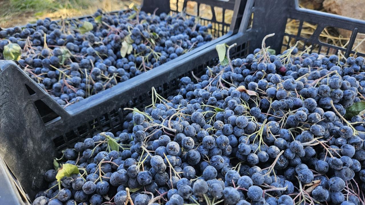 Balıkesir'de Aronya Hasat Şenliği yapıldı