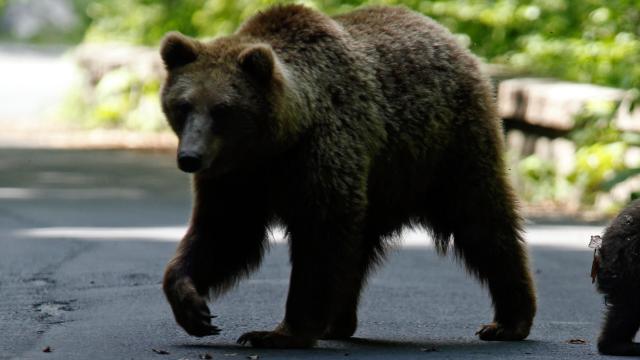 Japonya'da evleri ve dükkanları yağmalayan tatlı düşkünü ayı aranıyor haber görseli