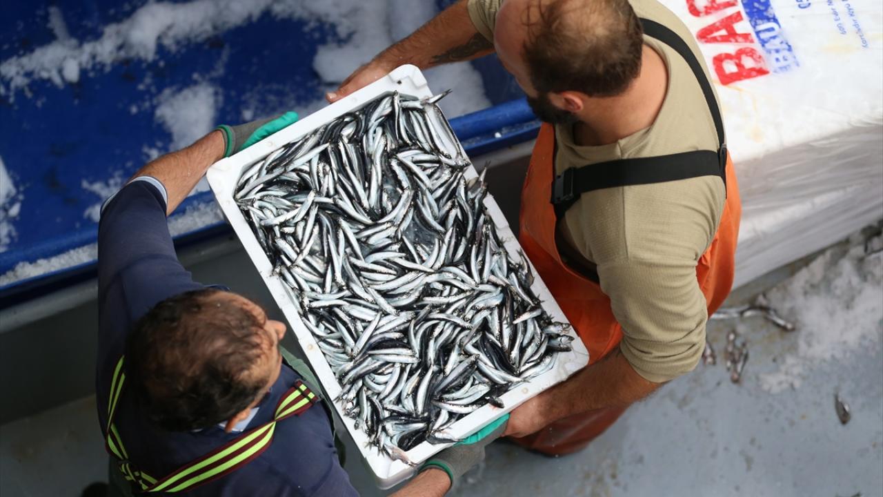 Karadeniz'de hamsi bolluğu balıkçıların yüzünü güldürdü