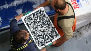Karadeniz'de hamsi bolluğu balıkçıların yüzünü güldürdü