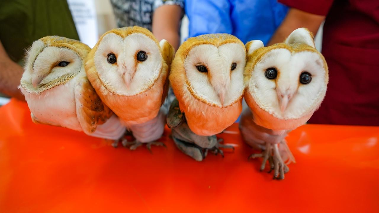 Annelerini kaybeden 4 peçeli baykuş doğaya dönmek için gün sayıyor