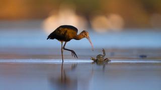 Göç yolundaki çeltikçi kuşları bataklıklarda besleniyor