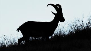 Hakkari'de koruma altındaki dağ keçileri dronla görüntülendi