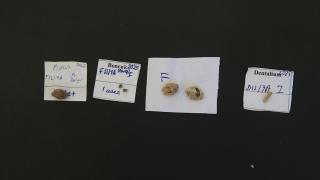 Direkli Mağarası'nda Epipaleolitik Dönem'e ait süs boncukları bulundu