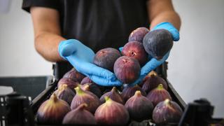 AB tescilli Bursa siyah incirinde 17 bin ton ihracat hedefleniyor