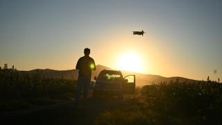 Kahramanmaraş'ta çiftçiler "akdarı"yı kuşlardan dronla koruyor