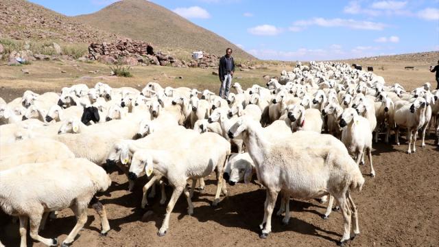 Türkiye hayvan varlığında Avrupa ülkelerini geride bıraktı haber görseli