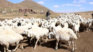 Kayserili yetiştirici, 100 küçükbaşla başladığı besicilikte 1000 başlık sürüye ulaştı