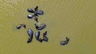 Kızılırmak Deltası Kuş Cenneti önemli bir manda varlığını barındırıyor