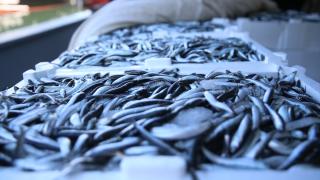 Ordu'da balıkçılar limana kasalar dolusu hamsiyle döndü