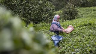 Rizeli kadınların çay hasadı mesaisi