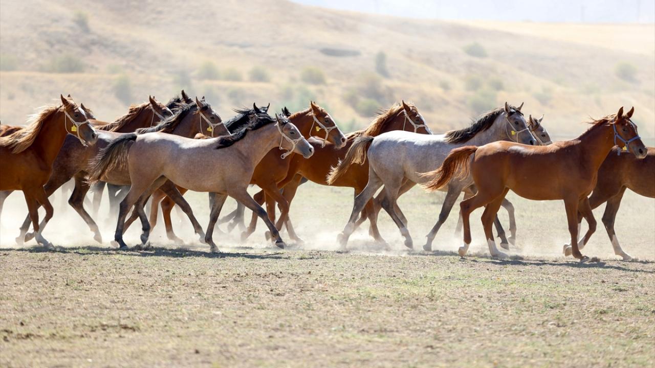 Malatya'da 5 yılda safkan Arap taylarının satışından 210 milyon lira gelir sağlandı