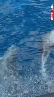 Tekneyle yarışan yunuslar kamerada