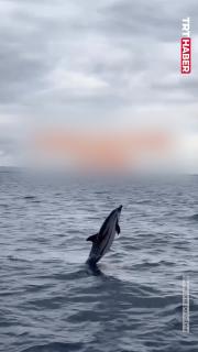 Filoya yunuslar da eşlik ediyor