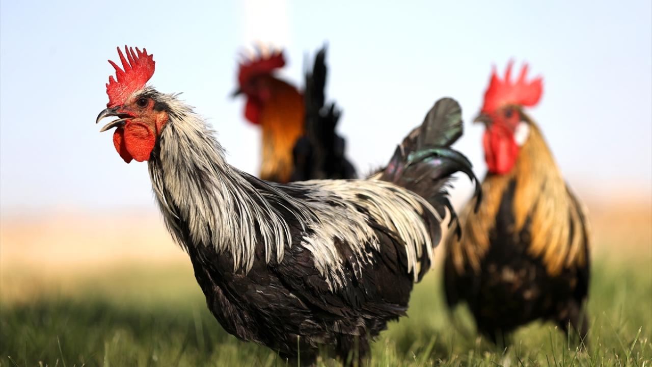 Islah için en iyi horozların ve tavukların civcivleri seçiliyor