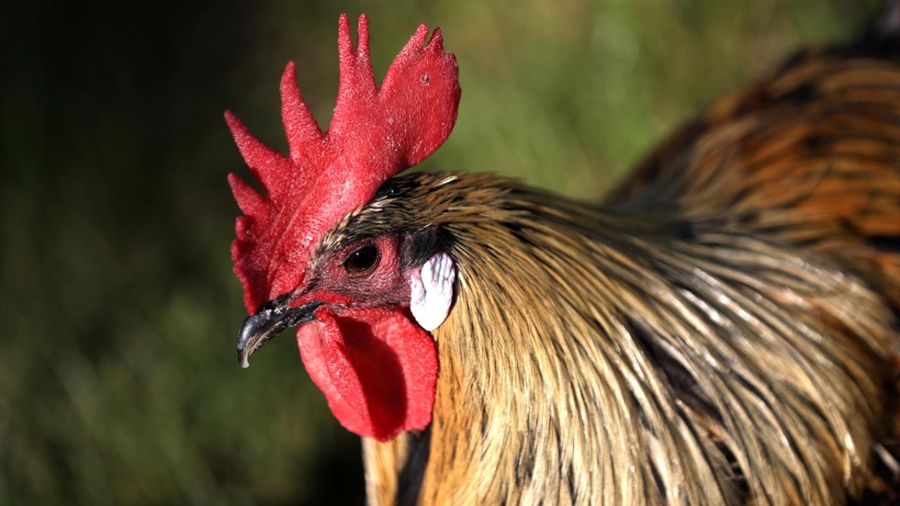 "Tek tek horozları kamera kaydına alıyoruz"