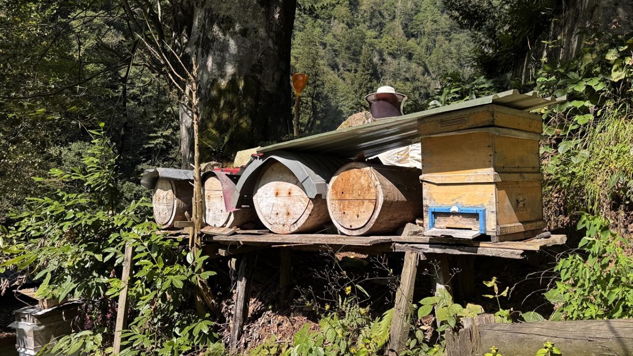 Coğrafi işaret tescilli Ayder balında hasat mesaisi