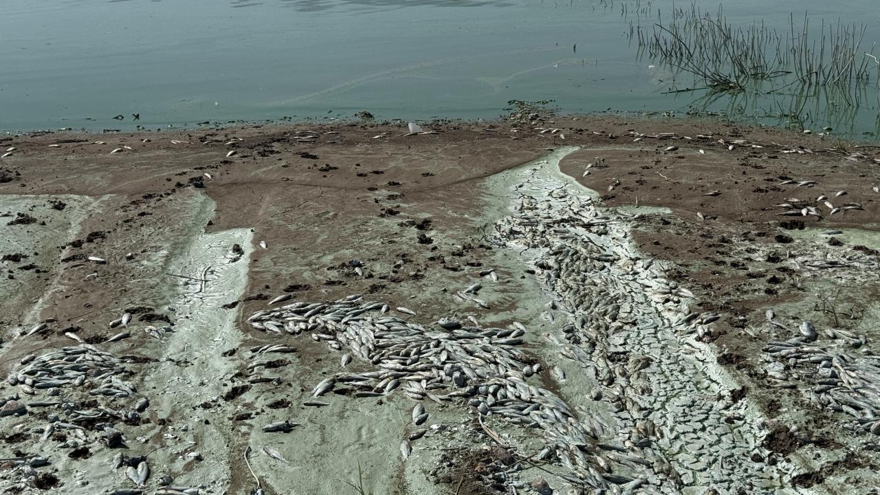 Kahramanmaraş'ta Sır Barajı'ndaki balık ölümleri araştırılıyor