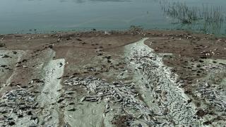 Kahramanmaraş'ta Sır Barajı'ndaki balık ölümleri araştırılıyor