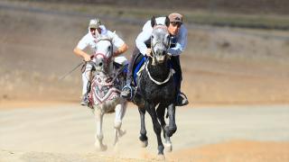Bingöl'de ata sporunu yaşatan gençler atlarını yarışlara hazırlıyor