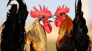 Denizli horozunun ırkı Konya'daki enstitüde korunuyor