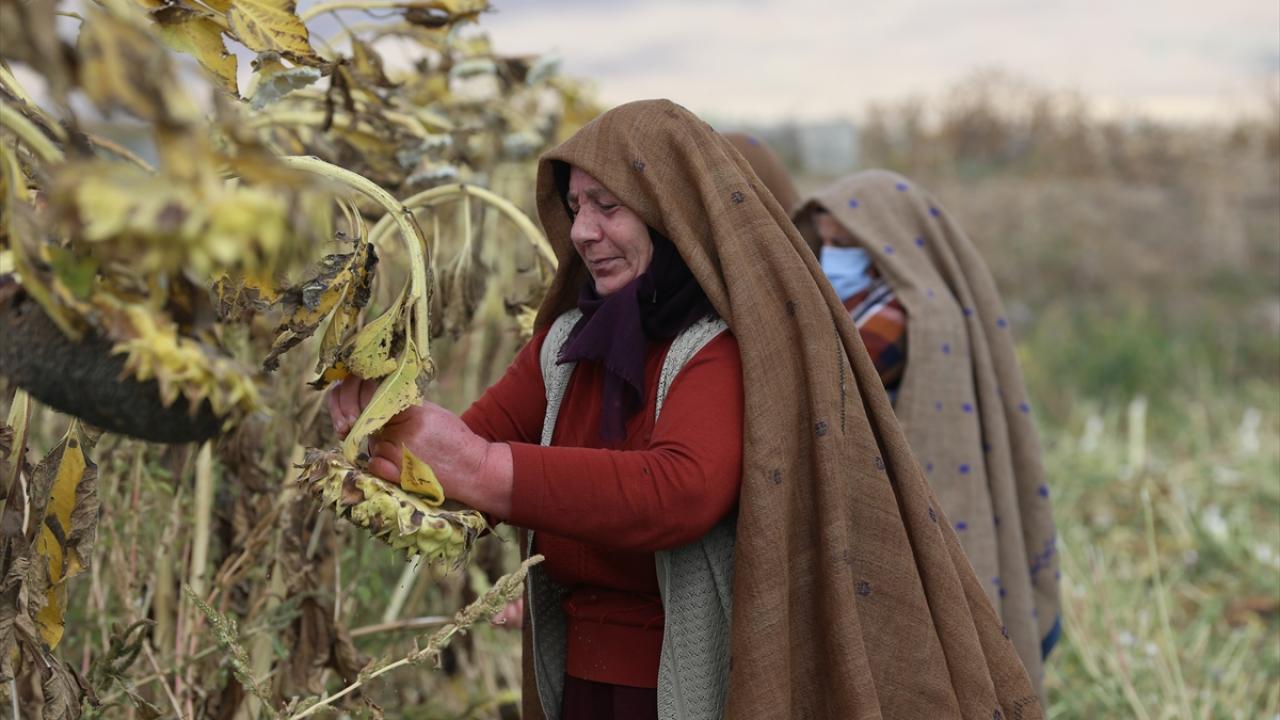 Erzurum'un ehramlı kadın çiftçileri, kurdukları kooperatifle üretime katkı sağlıyor