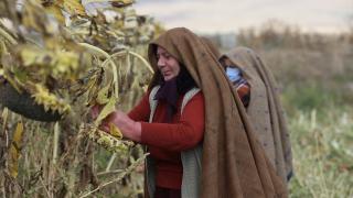 Erzurum'un ehramlı kadın çiftçileri, kurdukları kooperatifle üretime katkı sağlıyor