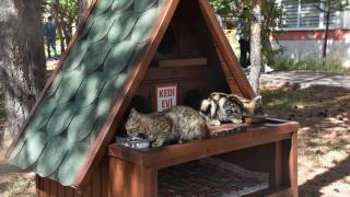Gümüşhane Üniversitesi'nde "Kedi Evleri" kuruldu