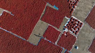 Kilis’te kırmızı biberler güneşte kurutuluyor