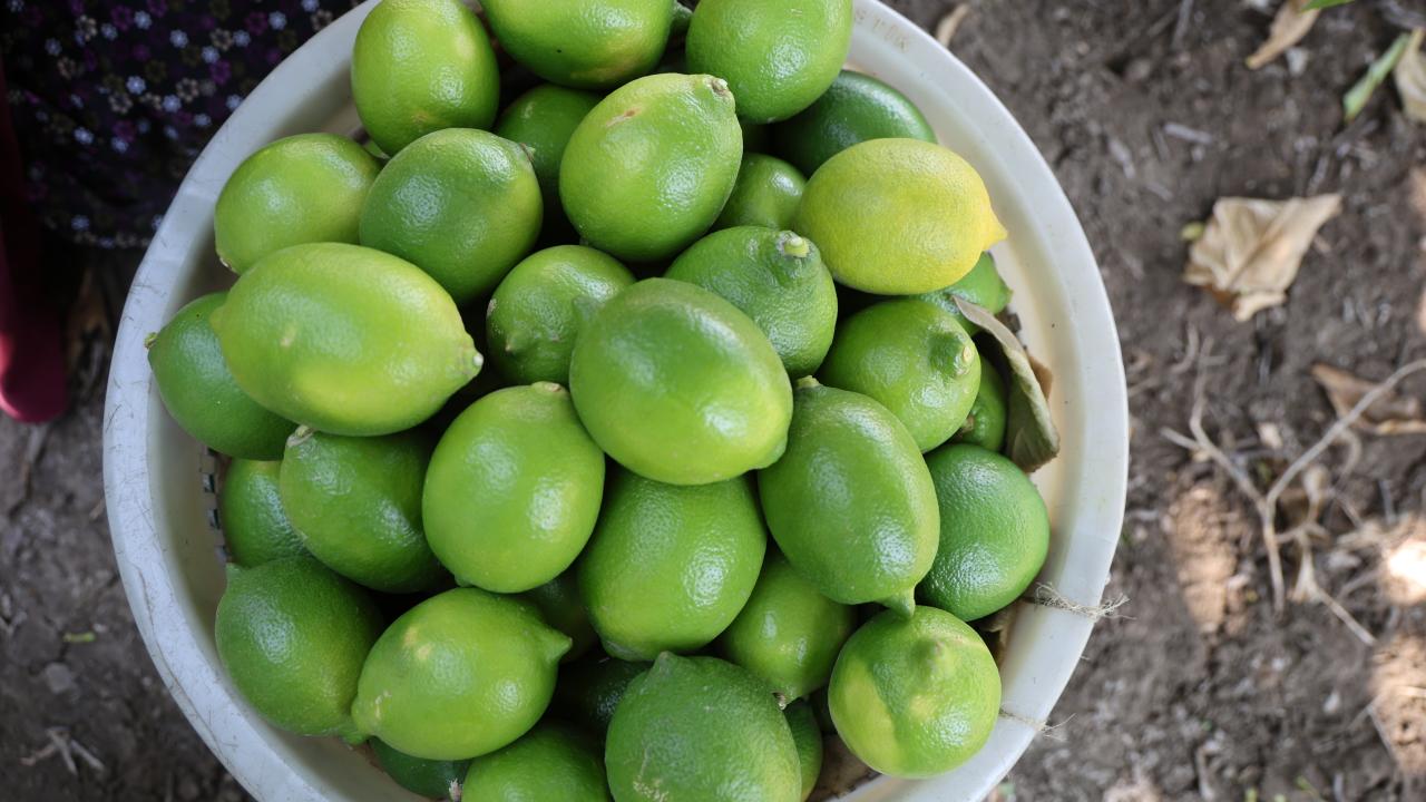 Çukurova'da limon hasadı